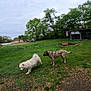 dog, dogs, grass, yard, backyard, trees, cloudy_sky, house, kennels, fence, outdoor, nature, pet, canine, play, animal, greenery, daytime, fluffy_dog, tan_dog