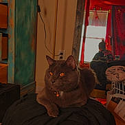 Sanji joined the competition — help win amazing prizes! blanket, cat, ceiling_fan, clothing, cozy, curtain, dresser, feline, furniture, grey_cat, household_items, indoor, mirror, orange_eyes, person, pet, portrait, reflection, sitting, window