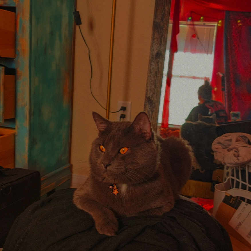 Sanji joined the competition — help win amazing prizes! blanket, cat, ceiling_fan, clothing, cozy, curtain, dresser, feline, furniture, grey_cat, household_items, indoor, mirror, orange_eyes, person, pet, portrait, reflection, sitting, window