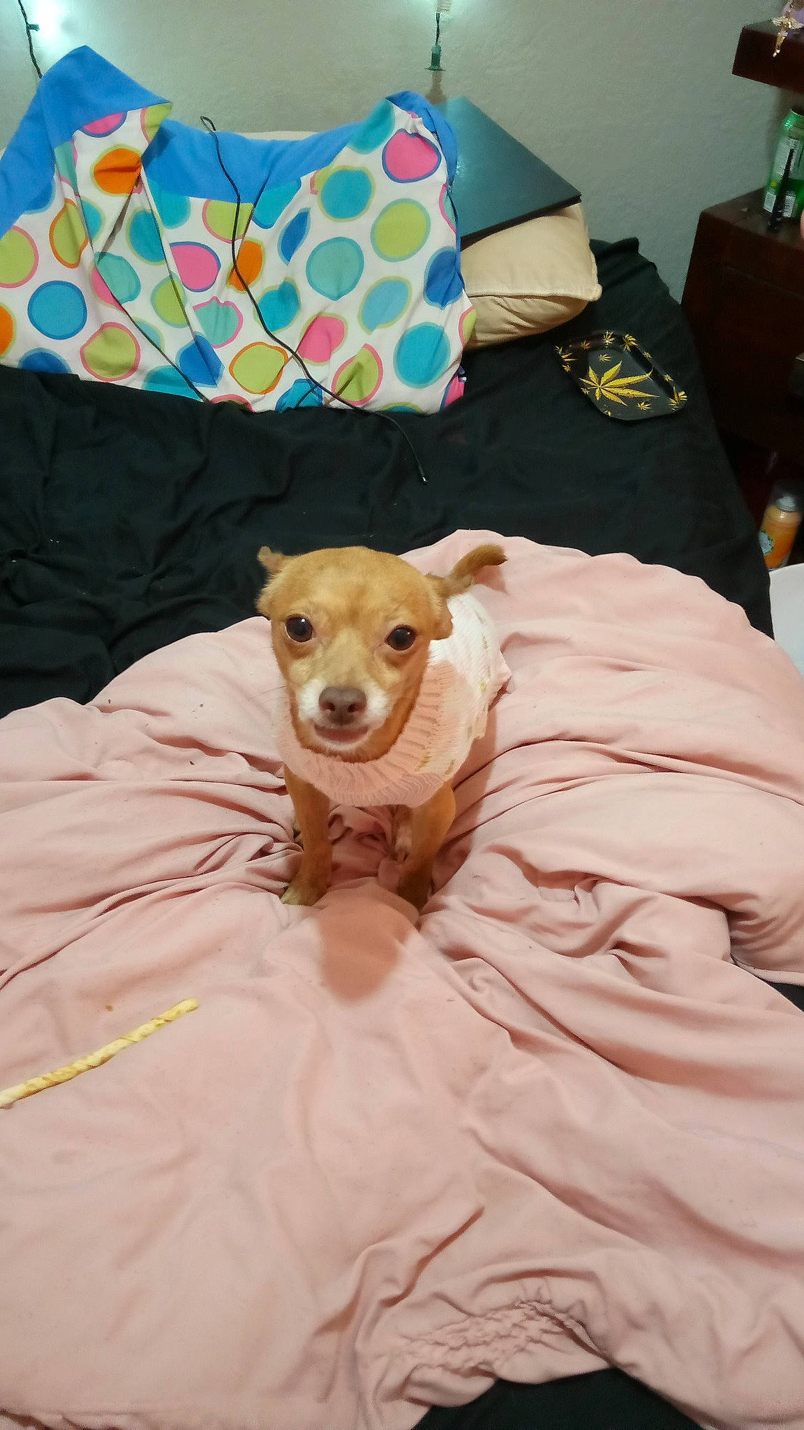 Princess joined the competition — help win amazing prizes! bed, bedding, canidae, carnivore, chair, comfort, companion_dog, couch, dog, dog_breed, dog_supply, fawn, furniture, linens, pillow, room, sporting_group, textile, throw_pillow, whiskers