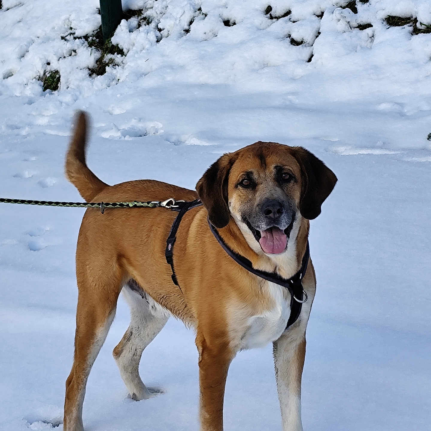 Obus participe au concours pour gagner de l'argent avec cette photo : animal, brown_coat, canine, cold, daylight, dog, friendly, fur, happy, leash, nature, outdoor, pet, playful, snow, standing, tail, tongue_out, walking, winter