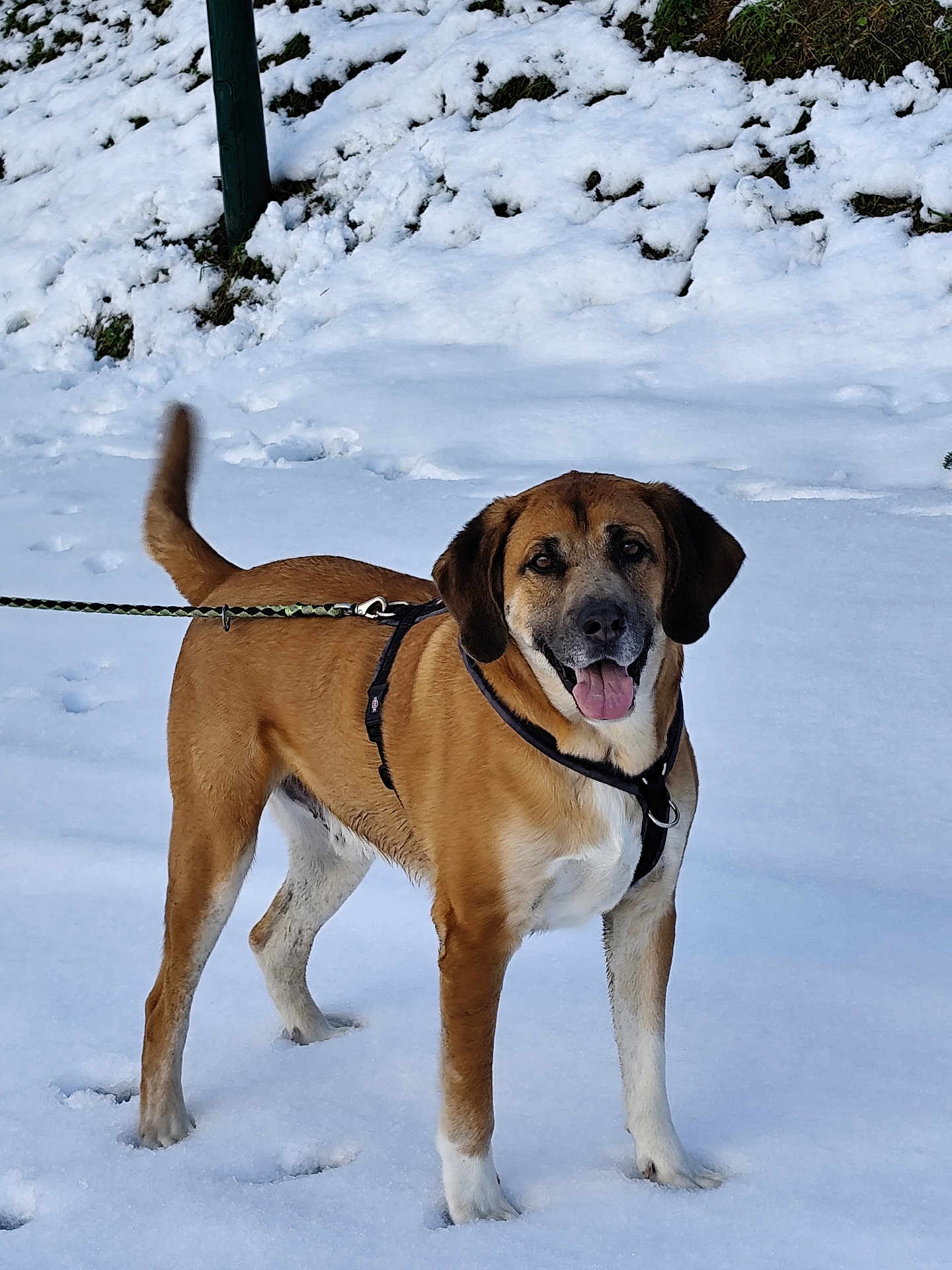 Obus participe au concours pour gagner de l'argent avec cette photo : dog, snow, outdoor, leash, canine, pet, happy, tail, fur, winter, animal, standing, playful, nature, cold, tongue_out, brown_coat, walking, daylight, friendly