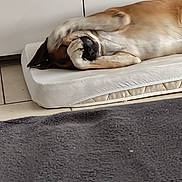 Obus a rejoint le concours — aidez-le/la à gagner de superbes lots ! dog, paw, lying_down, cushion, indoor, floor, tile, white, brown, pet, animal, nose, sleepy, cute, resting, covering_eyes, muzzle, relaxed, fur, domestic