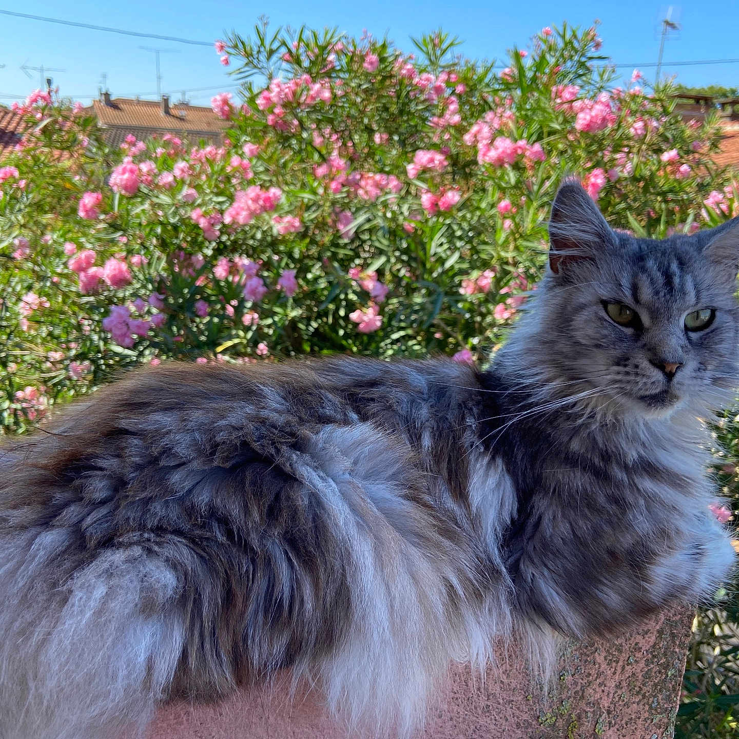 Rhaenys participe au concours pour gagner de l'argent avec cette photo : angora, animal, cat, dahlia, daisy, flower, garden, geranium, grass, herbal, herbs, nature, outdoors, pet, petal, plant, pottedplant, purple, tree, vegetation