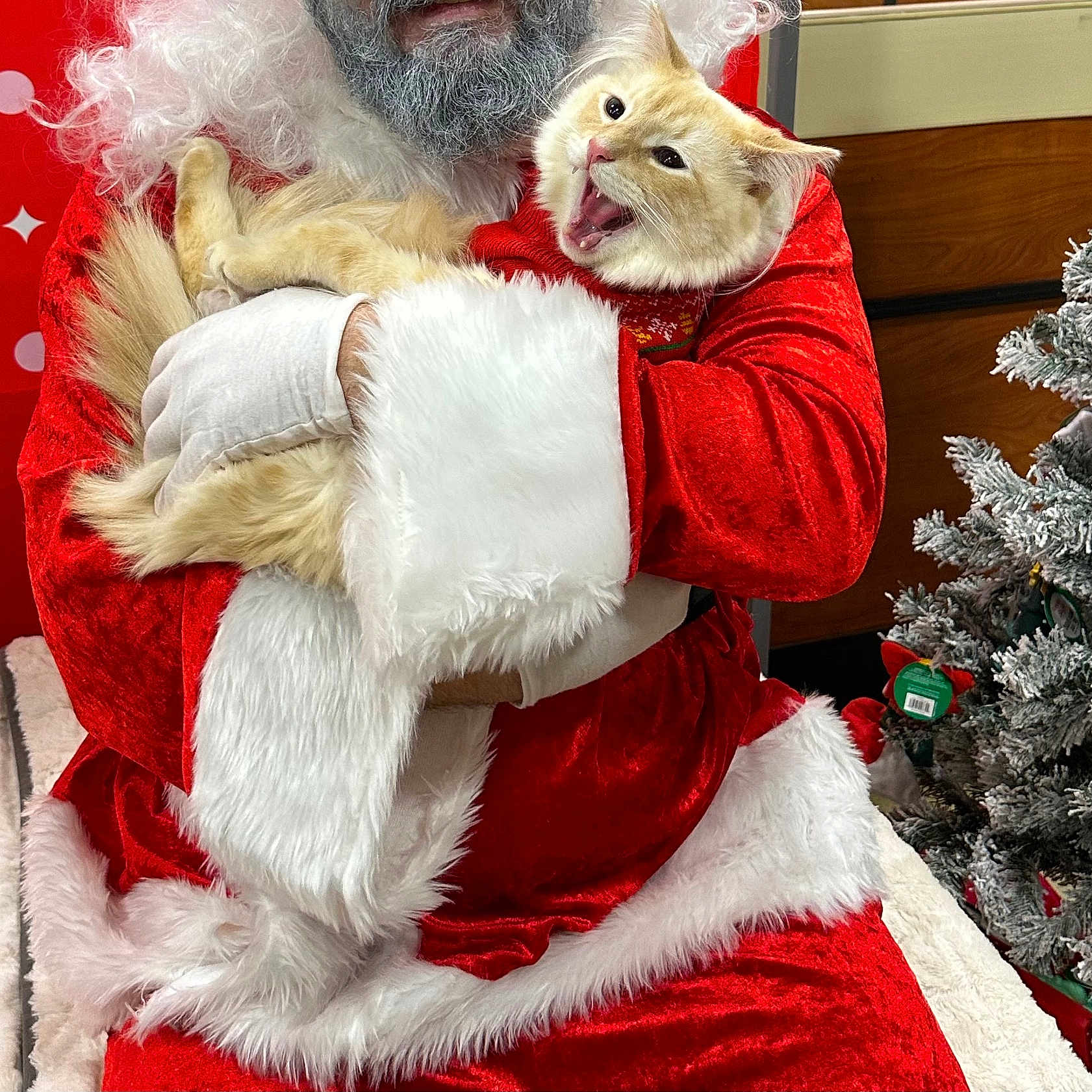 Mellow is registered to the contest to win money with this photo: animal, cat, christmas, christmasdecorations, christmastree, festival, person, pet, santaclaus