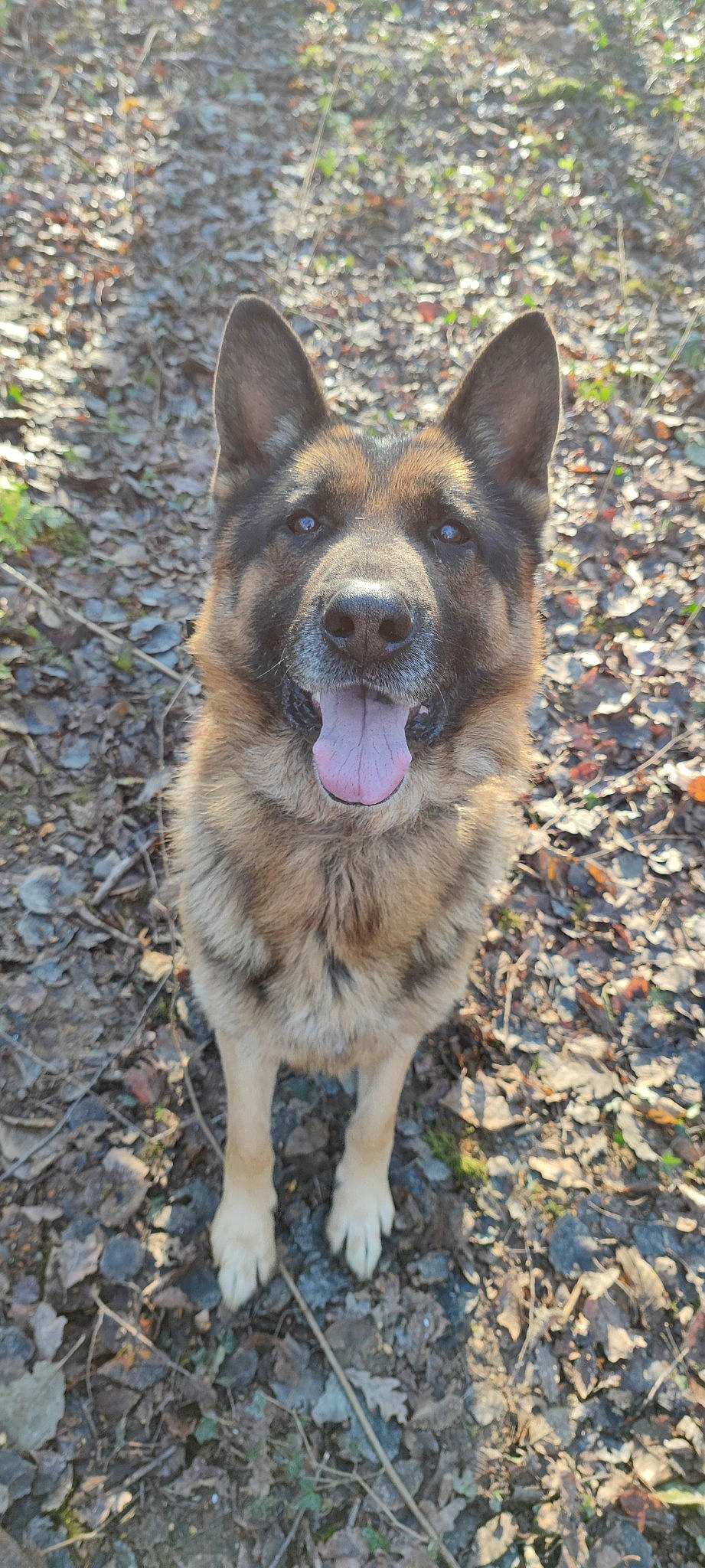 Lenny a rejoint le concours — aidez-le/la à gagner de superbes lots ! canidae, carnivore, collar, dog, dog_breed, east_european_shepherd, fang, fawn, fur, german_shepherd_dog, herding_dog, king_shepherd, plant, snout, sporting_group, terrestrial_animal, whiskers, wildlife, working_animal, working_dog