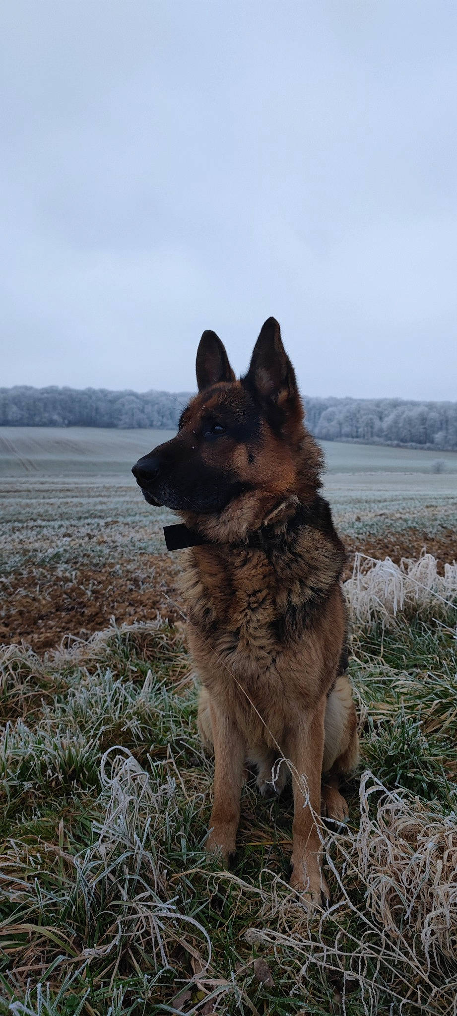 Lenny participe au concours pour gagner de l'argent avec cette photo : canidae, canis, carnivore, cloud, dog, dog_breed, east_european_shepherd, german_shepherd_dog, herding_dog, king_shepherd, landscape, old_german_shepherd_dog, plant, sky, snow, sporting_group, terrestrial_animal, winter, working_animal, working_dog