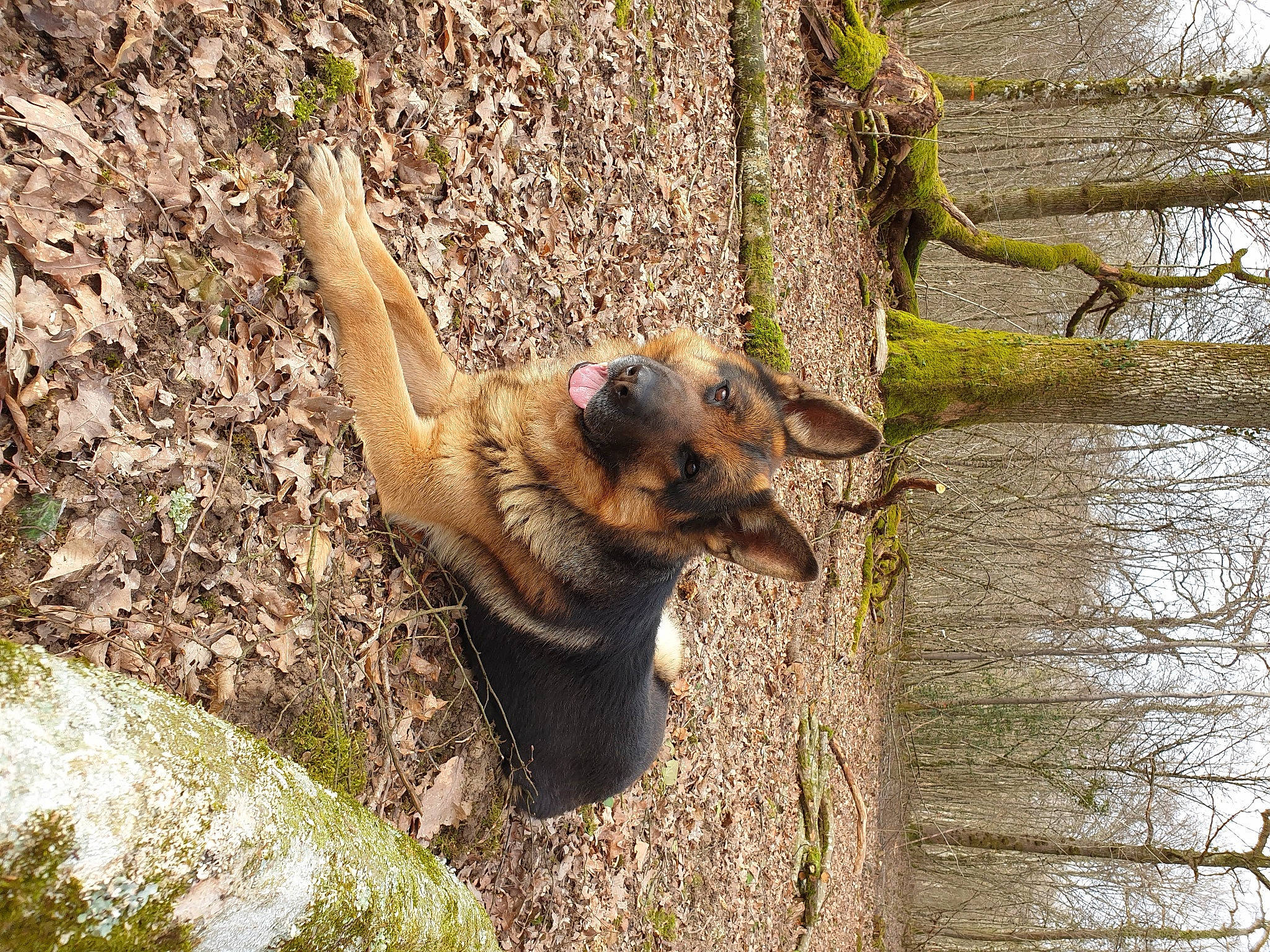 Lenny participe au concours pour gagner de l'argent avec cette photo : bedrock, canidae, carnivore, dog, dog_breed, forest, german_shepherd_dog, grass, king_shepherd, old_german_shepherd_dog, plant, sporting_group, terrestrial_animal, tree, trunk, water, wildlife, wood, working_animal