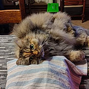 Minette a rejoint le concours — aidez-le/la à gagner de superbes lots ! cat, fluffy, long_haired, tabby, pet, animal, green_eyes, whiskers, fur, lying_down, upside_down, playful, portrait, pillow, striped_pillow, indoor, home, dining_area, wooden_furniture, cozy