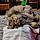 Minette