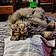Minette