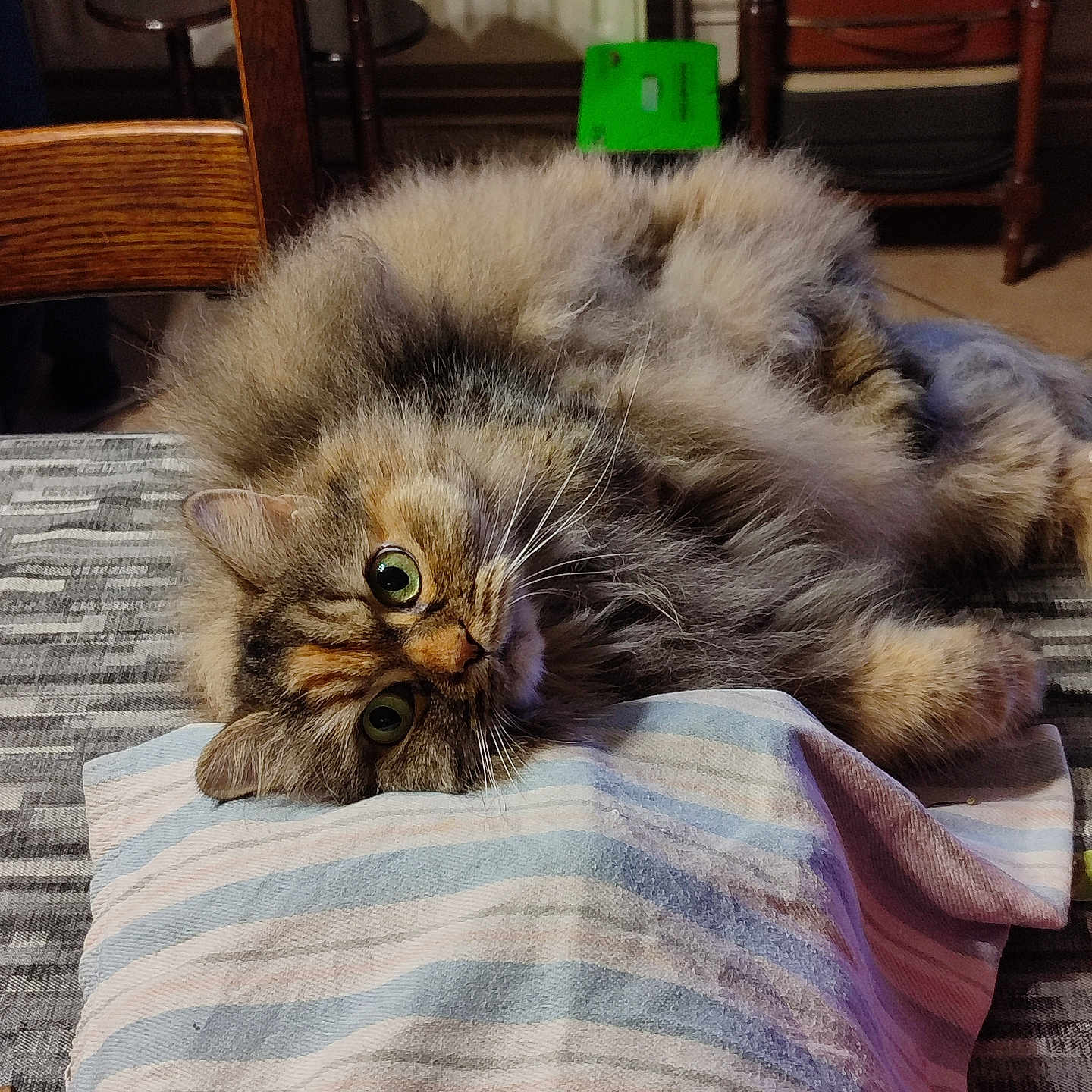 Minette a rejoint le concours — aidez-le/la à gagner de superbes lots ! cat, fluffy, long_haired, tabby, pet, animal, green_eyes, whiskers, fur, lying_down, upside_down, playful, portrait, pillow, striped_pillow, indoor, home, dining_area, wooden_furniture, cozy