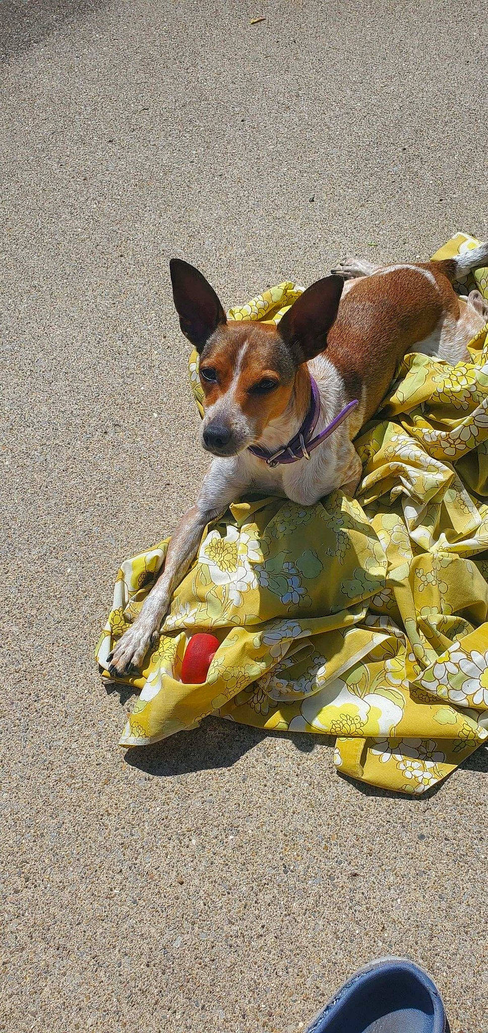 Zoey joined the competition — help win amazing prizes! adventure, ancient_dog_breeds, canidae, carnivore, collar, companion_dog, dog, dog_breed, dog_clothes, dog_collar, dog_supply, fashion_accessory, fawn, hound, leash, pet_supply, road_surface, snout, sporting_group, working_animal