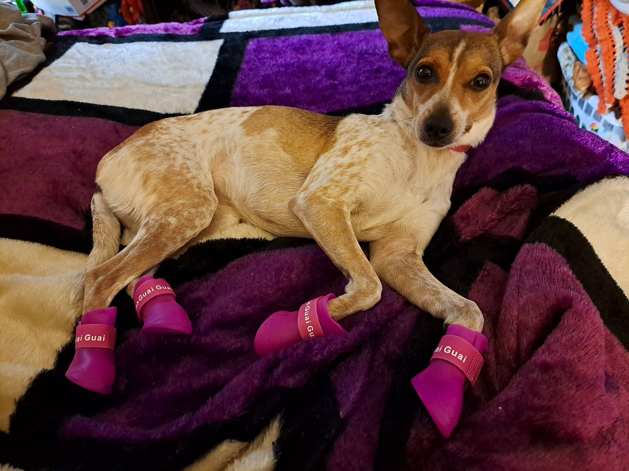 Zoey joined the competition — help win amazing prizes! carnivore, collar, comfort, companion_dog, dog, dog_breed, dog_supply, fawn, fur, linens, magenta, paw, pink, purple, snout, sporting_group, tail, terrier, toy_dog, whiskers