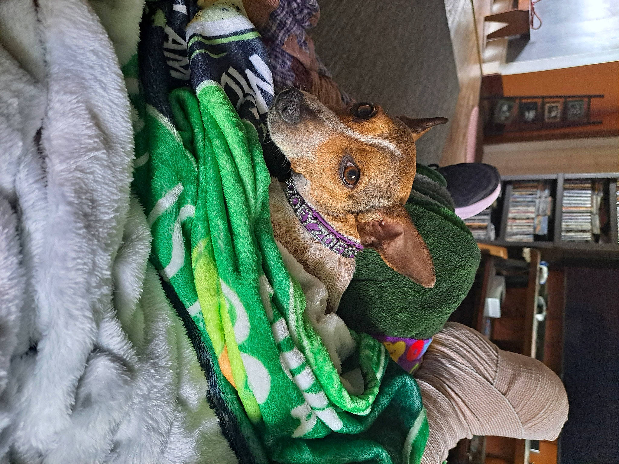 Zoey joined the competition — help win amazing prizes! canidae, carnivore, companion_dog, domestic_short_haired_cat, fashion_accessory, fawn, felidae, fur, grass, human_leg, leash, picture_frame, sitting, small_to_medium_sized_cats, snout, sporting_group, thread, tree, whiskers, wool