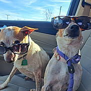 Ziggy Zoey joined the competition — help win amazing prizes! dog, sunglasses, car, seat, collar, leash, pet, animal, window, sunlight, interior, road_trip, cute, funny, portrait, side_view, two_dogs, canine, daytime, companions