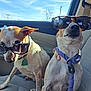 dog, sunglasses, car, seat, collar, leash, pet, animal, window, sunlight, interior, road_trip, cute, funny, portrait, side_view, two_dogs, canine, daytime, companions