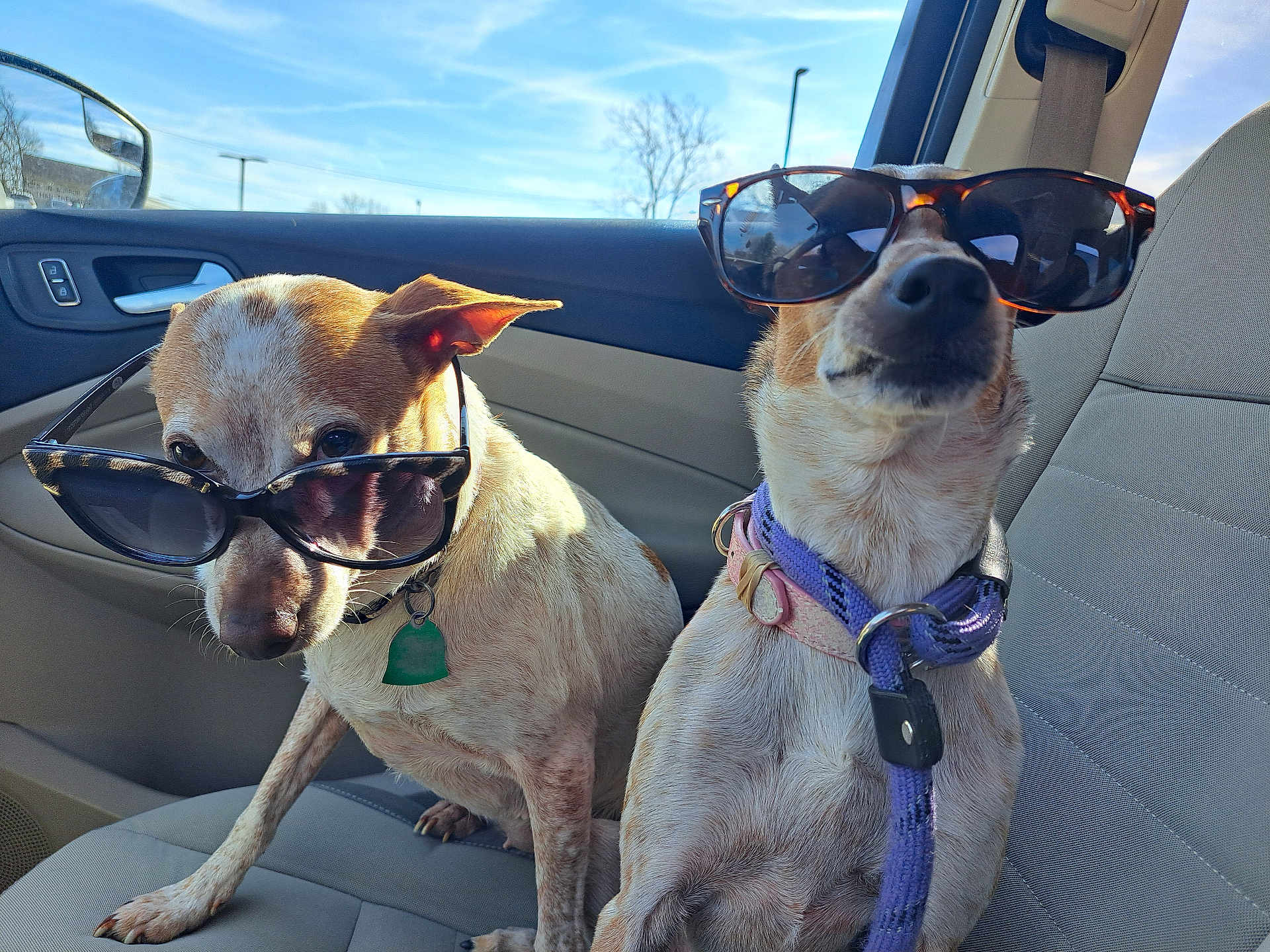 Ziggy Zoey joined the competition — help win amazing prizes! dog, sunglasses, car, seat, collar, leash, pet, animal, window, sunlight, interior, road_trip, cute, funny, portrait, side_view, two_dogs, canine, daytime, companions