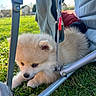 camping_chair, candid, closeup, dog, eyes, fluffy, fur, grass, jacket, lying_down, metal_frame, nose, outdoor, paws, pet, pomeranian, puppy, puppy_face, stroller, sunlight
