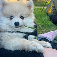 Milo participe au concours pour gagner de l'argent avec cette photo : dog, puppy, fluffy, fur, blue_eyes, paws, nose, whiskers, close_up, portrait, grass, outdoor, camping, tent, person, harness, sunlight, cute, relaxed, face