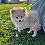 Milo participe au concours pour gagner de l'argent avec cette photo : puppy, dog, pomeranian, fluffy, fur, grass, outdoor, cute, pet, animal, small, portrait, eyes, ears, lawn, sunlight, field, backyard, sitting, young