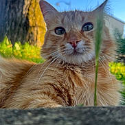 Mushu a rejoint le concours — aidez-le/la à gagner de superbes lots ! animal, cat, close_up, ears, eyes, feline, fluffy, fur, grass, looking_at_camera, nature, nose, orange_cat, outdoor, pet, portrait, sunlight, tree, whiskers, woodland