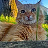 animal, cat, close_up, ears, eyes, feline, fluffy, fur, grass, looking_at_camera, nature, nose, orange_cat, outdoor, pet, portrait, sunlight, tree, whiskers, woodland