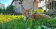 Mushu participe au concours pour gagner de l'argent avec cette photo : alert, animal, backyard, cat, close_up, clover, crouching, fence, flowers, garden, ginger_cat, grass, greenery, house, nature, orange_fur, outdoor, pet, portrait, sunlight