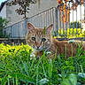 alert, animal, backyard, cat, close_up, clover, crouching, fence, flowers, garden, ginger_cat, grass, greenery, house, nature, orange_fur, outdoor, pet, portrait, sunlight