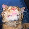 Mushu a rejoint le concours — aidez-le/la à gagner de superbes lots ! animal_photography, blue_background, cat, close_up, closed_eyes, fangs, feline, fluffy, funny_expression, fur, indoors, long_hair, orange_cat, paws, pet, pink_nose, portrait, sitting, teeth, whiskers