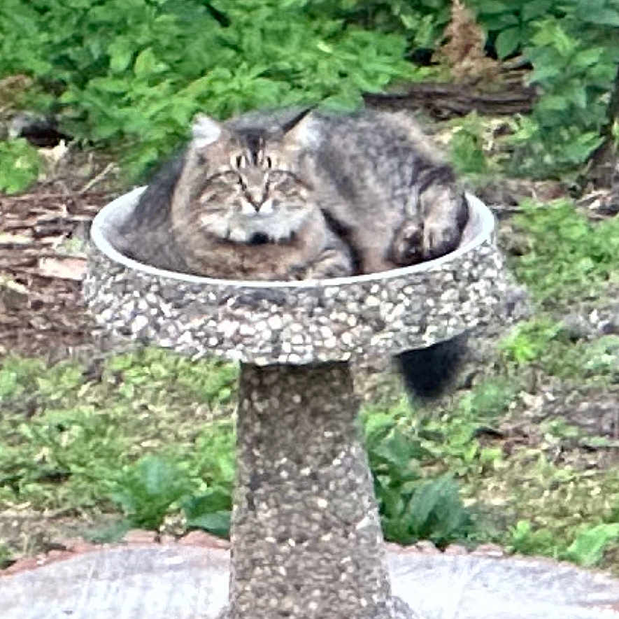 Thor joined the competition — help win amazing prizes! animal, backyard, birdbath, cat, coyote, fox, kitten, nature, outdoors, pet, plant, raccoon, rock, slate, soil, tree, treestump, vegetation, yard, zoo