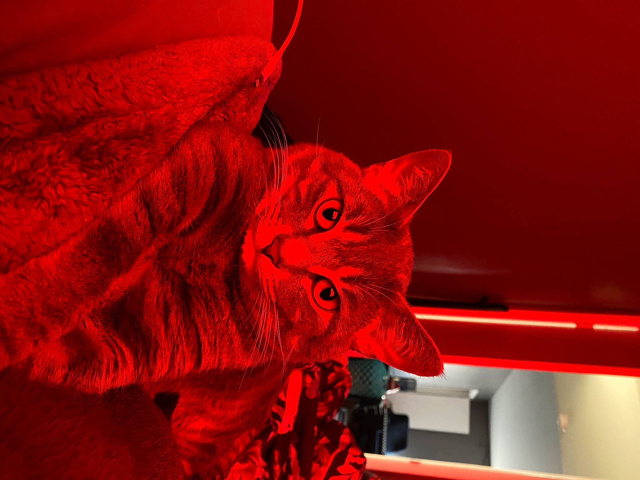 Bruno is registered to the contest to win money with this photo: art, carmine, carnivore, carving, cat, creative_arts, electric_blue, event, felidae, fictional_character, fur, magenta, pattern, plant, sculpture, small_to_medium_sized_cats, snout, tree, window, wood