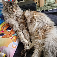 Umour a rejoint le concours — aidez-le/la à gagner de superbes lots ! animal, blanket, cartoon, cat, close_up, cozy, cute, domestic, ears, fluffy, furniture, indoor, long_hair, pet, pillow, relaxing, resting, soft, tail, whiskers