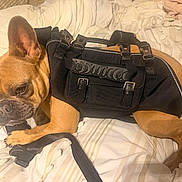 Remi joined the competition — help win amazing prizes! french_bulldog, dog, pet, harness, black_harness, bed, bedding, blanket, leash, indoor, resting, animal, canine, ears, face, fur, paw, lying_down, closeup, cute