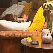 Remi is registered to the contest to win money with this photo: animal, brown, couch, cozy, cute, decor, dog, furniture, home, indoor, leather, living_room, pet, pillow, relaxing, remote_control, resting, table, white, yellow