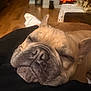 animal, close_up, comfort, companion, cozy, cute, dog, ears, face, fireplace, french_bulldog, home, indoor, pet, relaxing, resting, sleeping, snout, warmth, wood_floor