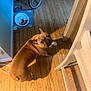 animal, brown_dog, cables, chair, corner, curious, dog, flooring, food_bowl, home, indoor, light, looking_back, mat, object_in_mouth, pet, shadow, water_bowl, wheel, wooden_floor