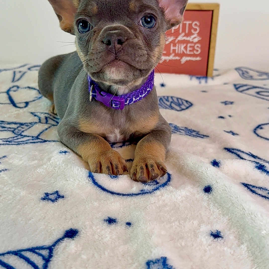 Rezi is registered to the contest to win money with this photo: animal, bedroom, blanket, collar, cozy, cute, dog, domestic_animal, ears, face, french_bulldog, fur, indoor, lying_down, paw, pet, portrait, puppy, resting, young