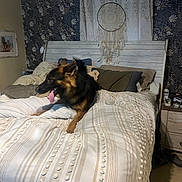 Athena joined the competition — help win amazing prizes! dog, german_shepherd, bed, blanket, pillow, headboard, dreamcatcher, wallpaper, indoor, furniture, pet, tongue_out, motion_blur, room, nightstand, lamp, water_bottle, cozy, decor, sleeping_area