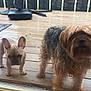 dog, puppy, french_bulldog, small_dog, shaggy_dog, deck, wooden_floor, outdoor, pets, curious, glass_door, ears, fur, canine, companions, daylight, animal, two_dogs, waiting, front_yard