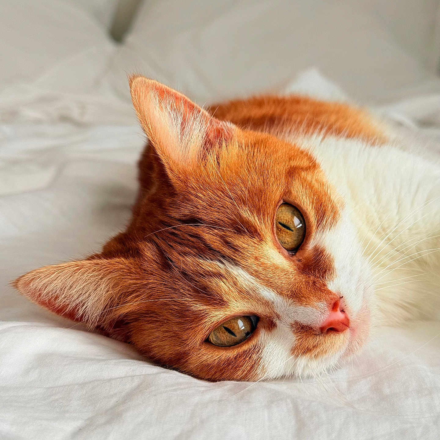 Naya participe au concours pour gagner de l'argent avec cette photo : animal, bed, cat, close_up, cute, ears, eyes, feline, fur, indoor, lying_down, orange_cat, peaceful, pet, relaxed, resting, soft_light, whiskers, white_bed, white_cat
