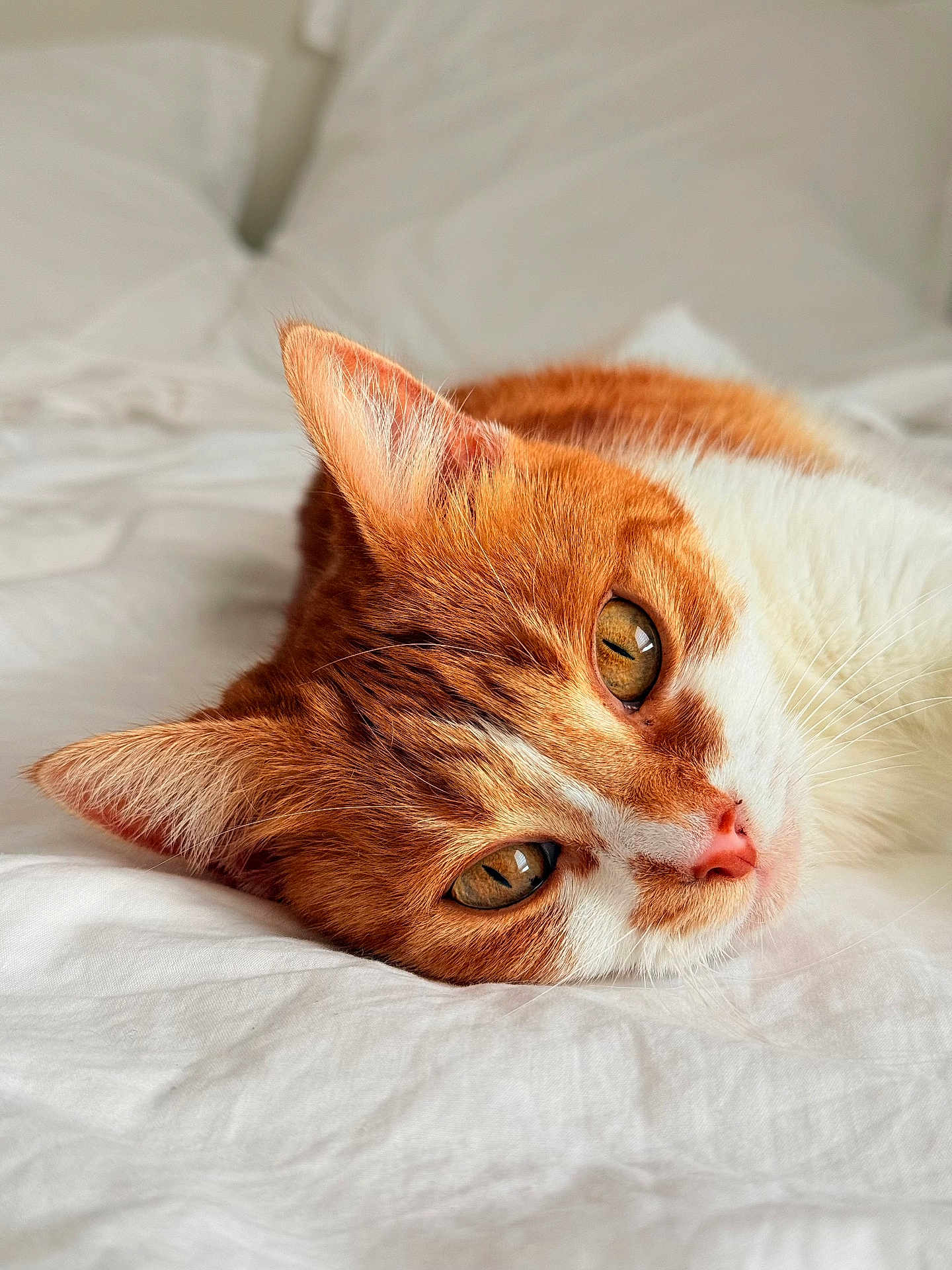 Naya participe au concours pour gagner de l'argent avec cette photo : cat, orange_cat, white_cat, pet, feline, close_up, lying_down, bed, white_bed, relaxed, resting, fur, whiskers, ears, eyes, indoor, soft_light, peaceful, animal, cute