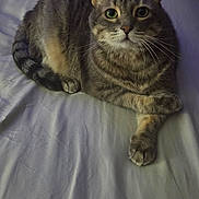Kiki is registered to the contest to win money with this photo: animal, bed, cat, cute, domestic, ears, feline, fur, indoor, looking_at_camera, lying_down, mammal, paws, pet, relaxed, resting, sheet, striped, tabby, whiskers
