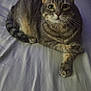 animal, bed, cat, cute, domestic, ears, feline, fur, indoor, looking_at_camera, lying_down, mammal, paws, pet, relaxed, resting, sheet, striped, tabby, whiskers
