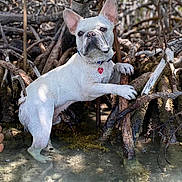 Max is registered to the contest to win money with this photo: dog, french_bulldog, white_dog, water, mangrove, roots, nature, outdoor, pet, animal, forest, curious, paw, standing, canine, wildlife, daylight, environment, tree, ground