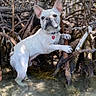 dog, french_bulldog, white_dog, water, mangrove, roots, nature, outdoor, pet, animal, forest, curious, paw, standing, canine, wildlife, daylight, environment, tree, ground