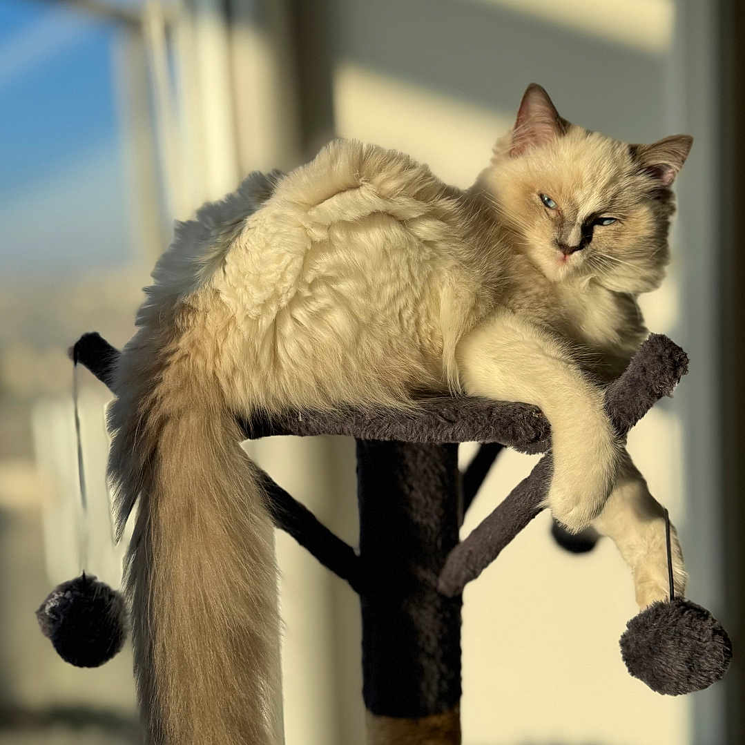 Athena
