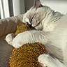 animal, animal_friendship, bearded_dragon, bed, cat, closeup, cozy, cuddling, cute, domestic, fur, indoor, lizard, pet, relaxed, resting, scales, sleeping, sunlight, warm_light