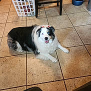 Lola joined the competition — help win amazing prizes! accessories, adult, animal, canine, collie, dog, flagstone, hardwood, husky, indoors, male, man, path, person, pet, puppy, strap, tile, walkway, wood