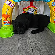 Lady Fell joined the competition — help win amazing prizes! puppy, dog, black_dog, toy, plastic_toy, floor, wood_floor, indoor, pet, animal, cute, resting, play, colorful, home, arch, young_dog, mammal, small_dog, relaxed